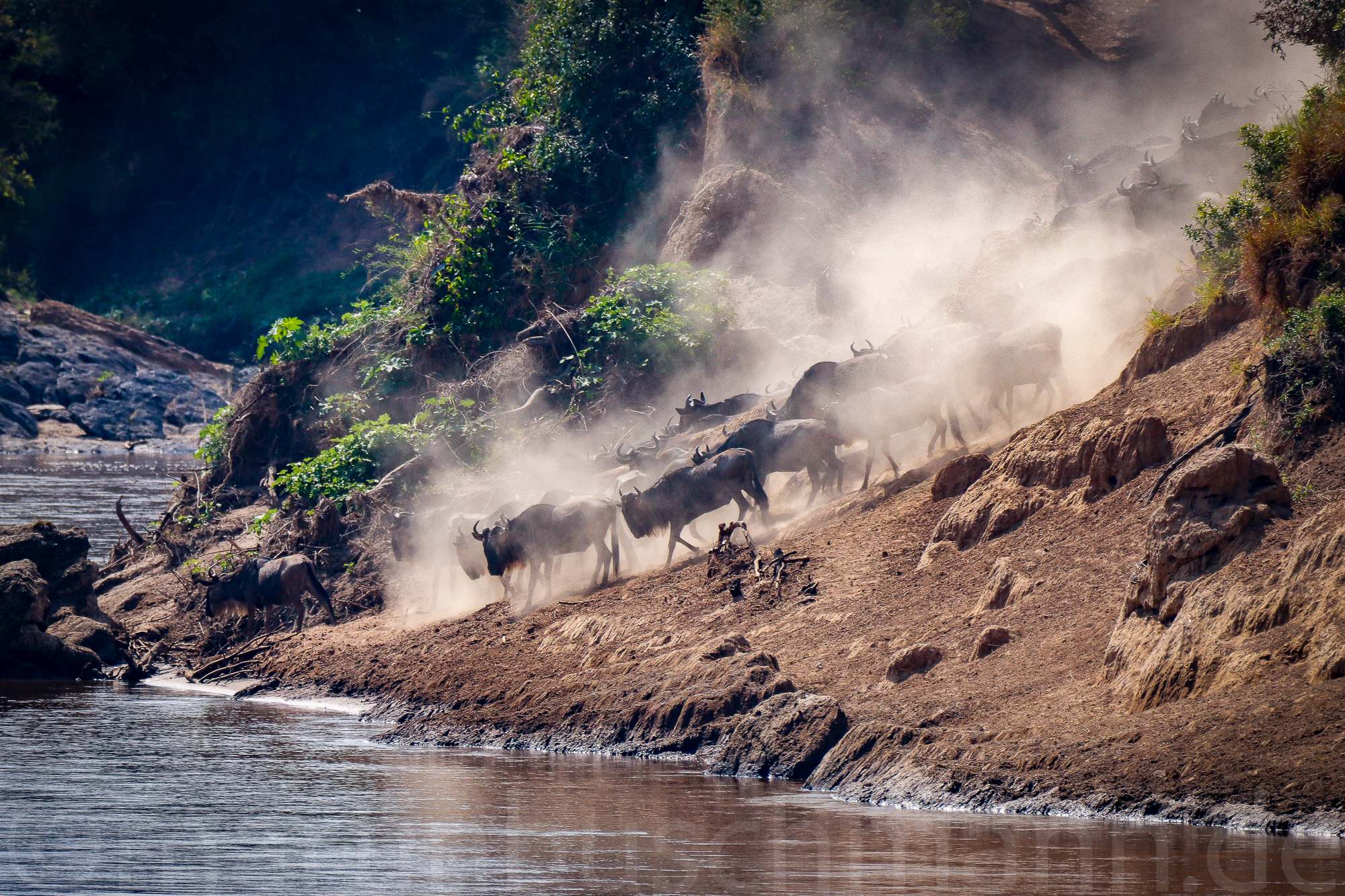 Safari zur Migration in Kenia